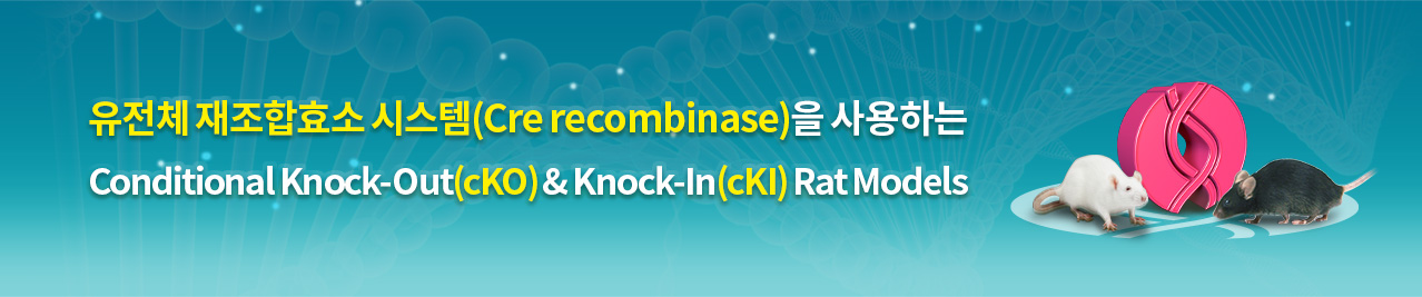 유전체 재조합효소 시스템(Cre recombinase)을 사용하는 Conditional Knock-Out(cKO) & Knock-In(cKI) Rat Models